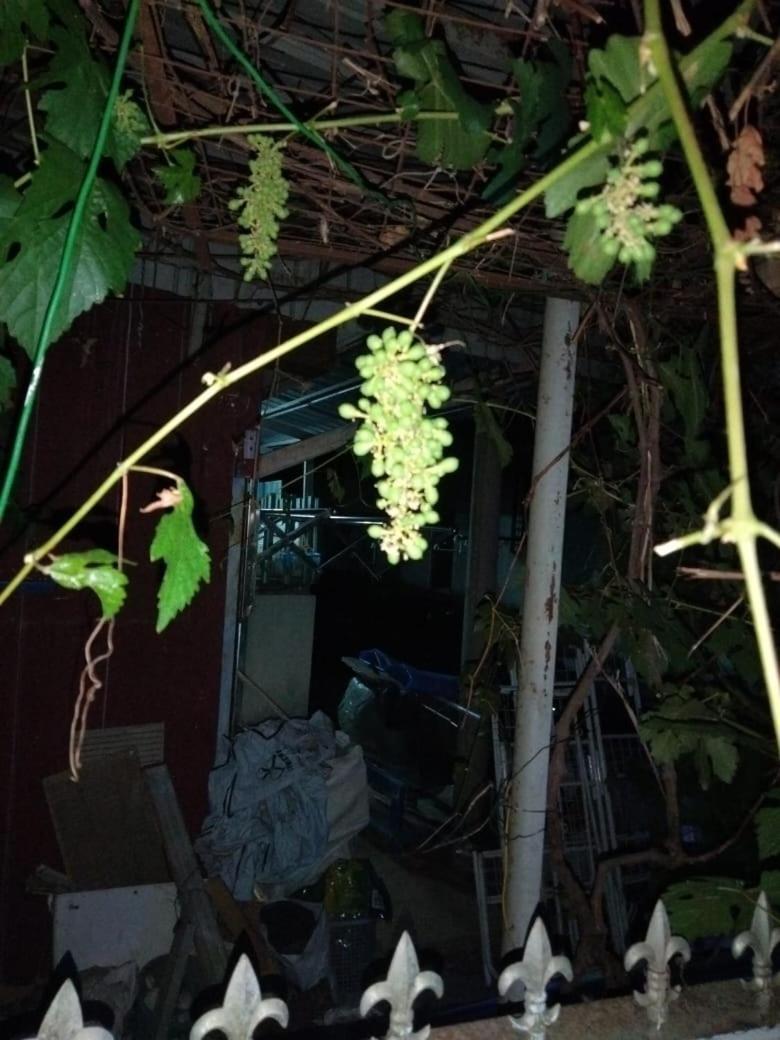 Singgahan Keluarga Jitu Jitra Luaran gambar